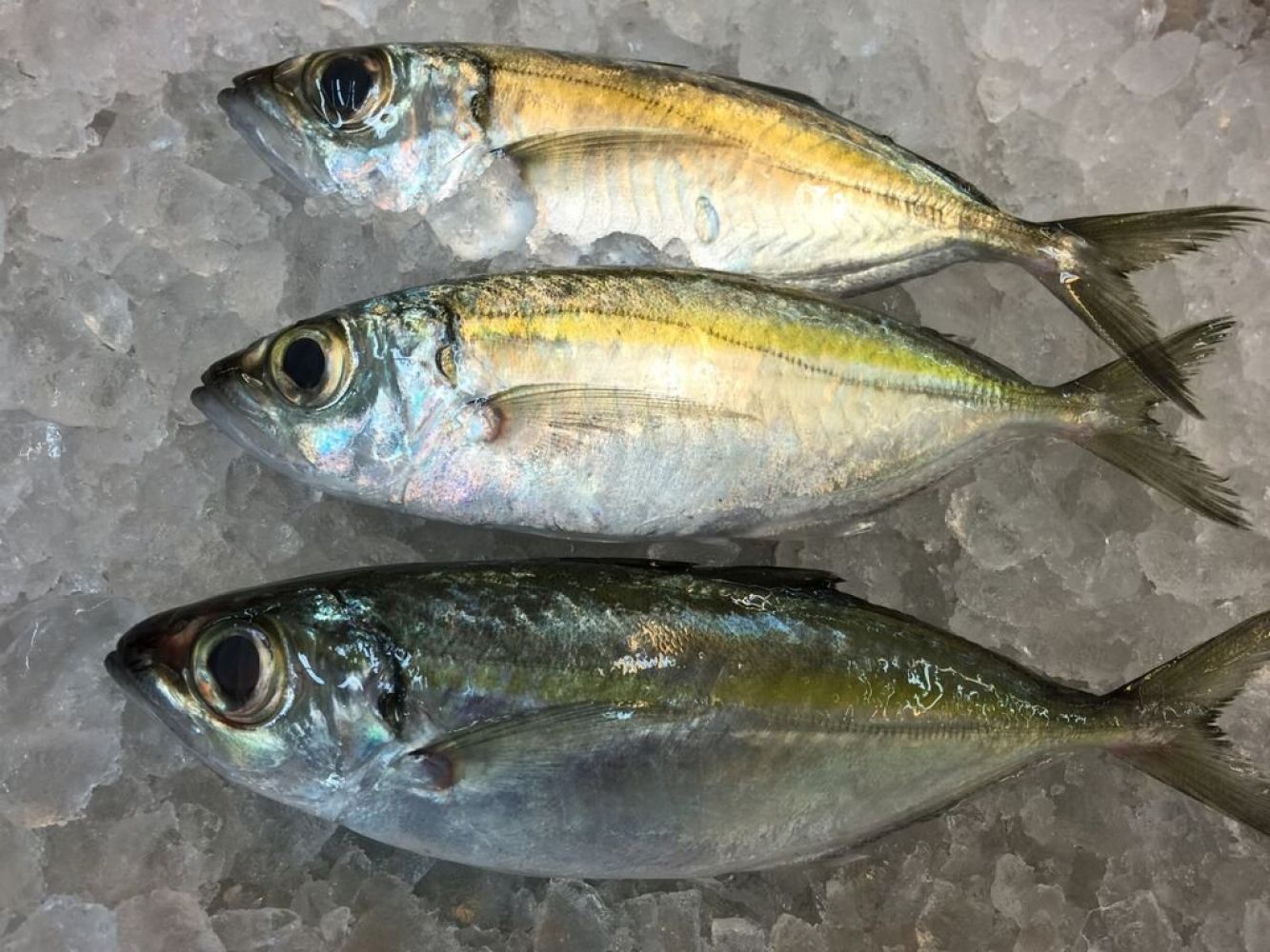 11fish-lolong-big-eye-hock-sin-fresh-and-frozen-food-supplies